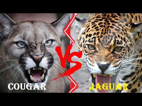 Cougar VS Jaguar - Cougar VS Jaguar Who Would Win