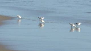 preview picture of video 'Birds on the Ellwood Beach, Goleta, CA'