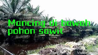 preview picture of video 'Mancing di bawah pohon sawit'