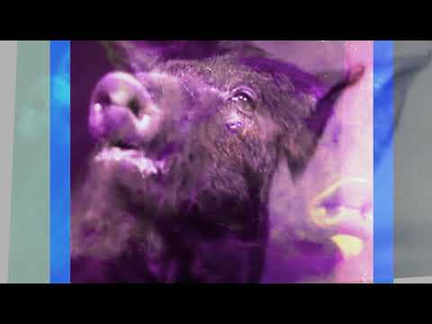 SUNRISE TREATMENT : HOBO VJ MIX