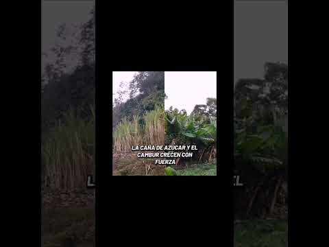 ATRACTIVOS AGRÍCOLAS DE ARICAGUA