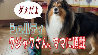 【シェルティ】クジャクさん、ママに頂戴【フランス田舎暮らし🇫🇷】#犬の散歩 #賢い犬 #犬のいる暮らし #シェルティ