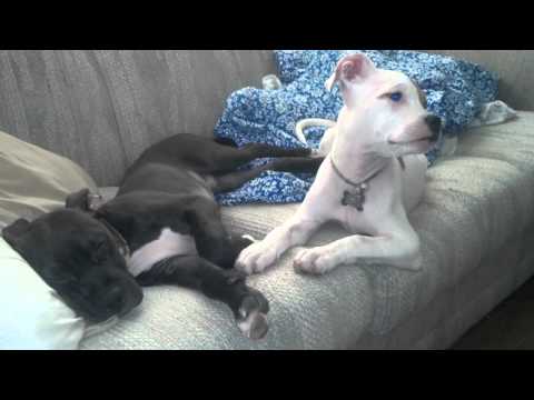 Doobie & Stash Abel alittle tired!