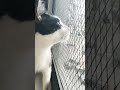 Tuxedo Cat Watching Birds Birdwatching Cutecats Tuxedocats E4andthecats