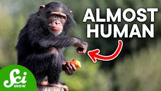 What’s in the 4% of our DNA that makes us different from chimps?