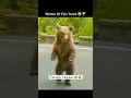 Viral Video Dancing Bear
