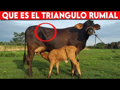 , title : '🔴 TRIANGULO RUMIAL Es Posible Saber Si La VACA Comió SUFICIENTE ✅ Vacas Lecheras / Doble Propósito'