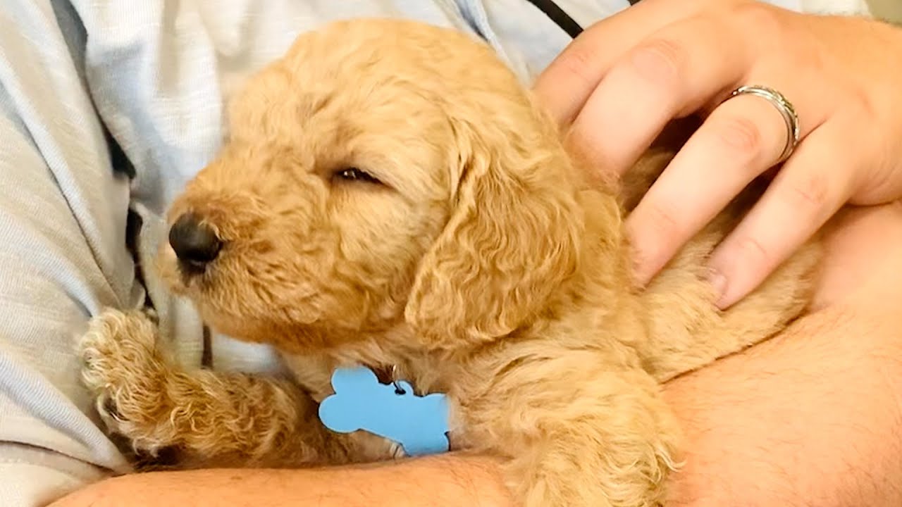 Autism Service Dog | Pet It Forward