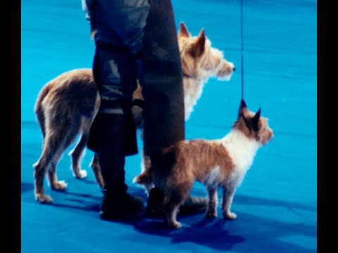 Podengo in all 3 sizes and both coat types