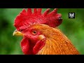 YAFAHAMU MAAJABU YA KUKU JOGOO KATIKA TIBA