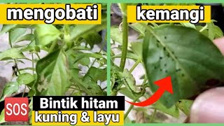 Download lagu How to Treat Basil Leaves with Black Spots and Yellowing mp3