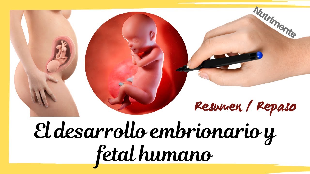 Resumen y Repaso del DESARROLLO EMBRIONARIO y FETAL Humano [VIDEO ILUSTRATIVO 3D]