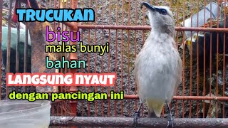 Download lagu Trucuk memanggil teman-pancingan trucukan biar bunyi mp3