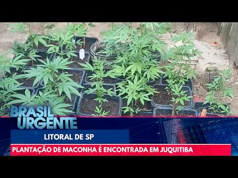SÍTIO DA MACONHA EM JUQUITIBA MATÉRIA DO BRASIL URGENTE BAND