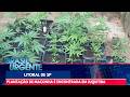 SÍTIO DA MACONHA EM JUQUITIBA MATÉRIA DO BRASIL URGENTE BAND