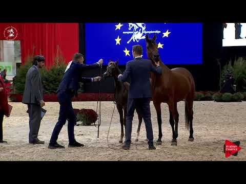 N.113 DJAHILL DE CROISSART - Lier 2018 - Futurity Colts Championship (Class B)