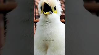 Download lagu Jalak putih gacor | Pancingan jalak putih #shorts mp3 Download lagu Jalak putih gacor | Pancingan jalak putih #shorts mp3
