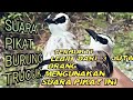 SUARA PIKAT BURUNG TRUCUK TRUCUKAN