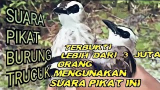 Download lagu SUARA PIKAT BURUNG TRUCUK Bird trap sound... mp3