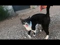 Hungry Cat Meowing Very Loudly For Food