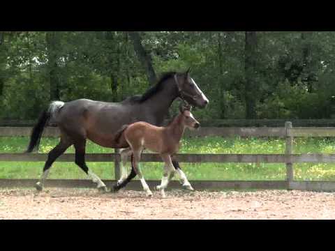 Oldenburg Colt Sired by Checkmate dam Flashpoint DSF (sire Freestyle) for sale