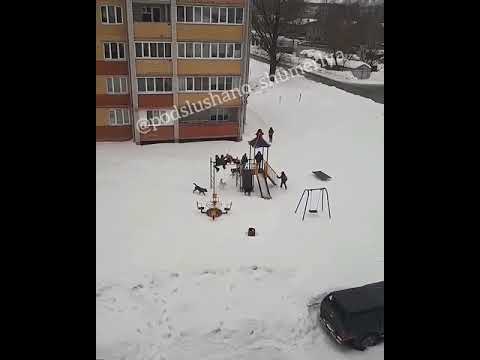 Стая собак загнала семерых детей на горку в Шумерле