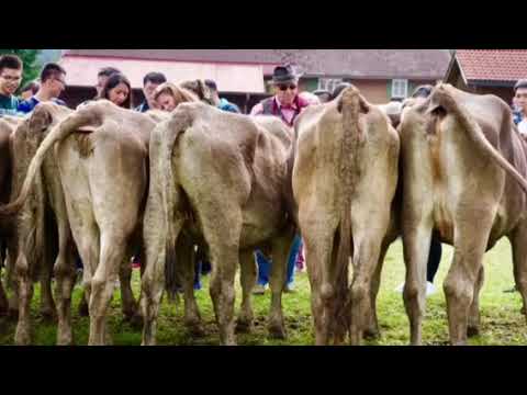 Viehscheid Obermaiselstein 23.09.2017