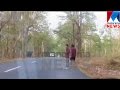 Tourists Provokes Wild Elephant Manorama News