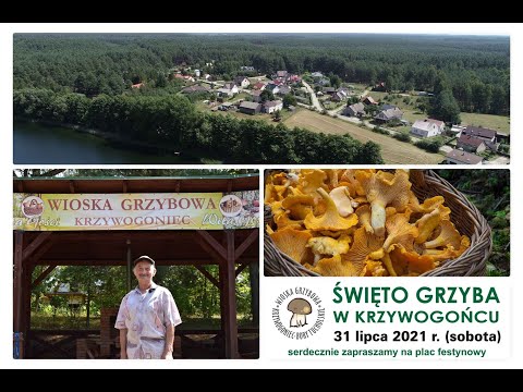 ŚWIĘTO GRZYBA W KRZYWOGOŃCU! ZAPRASZAMY JUŻ W NAJBLIŻSZĄ SOBOTĘ!