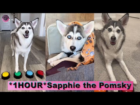 Sapphie the Pomsky New TikTok Compilation 2023 | Best @sapphie_the_pomsky TikTok Videos
