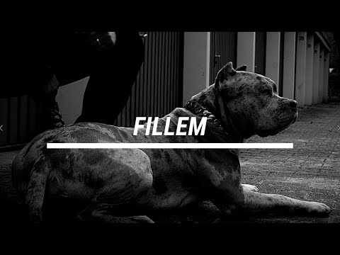 M.A.R. - FILLEM [OFFICIAl 4K VIDEO] (prod. by MEGI)