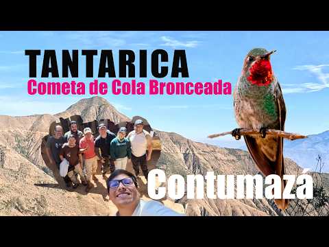 En busca del Cometa de Cola Bronceada - Tantarica - Contumazá - Cajamarca