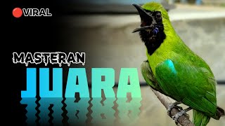 Download lagu 🔴MASTERAN JUARA‼️CUCAK IJO GACOR FULL ISIAN TEMBAKAN KASAR DAN TAJAM mp3