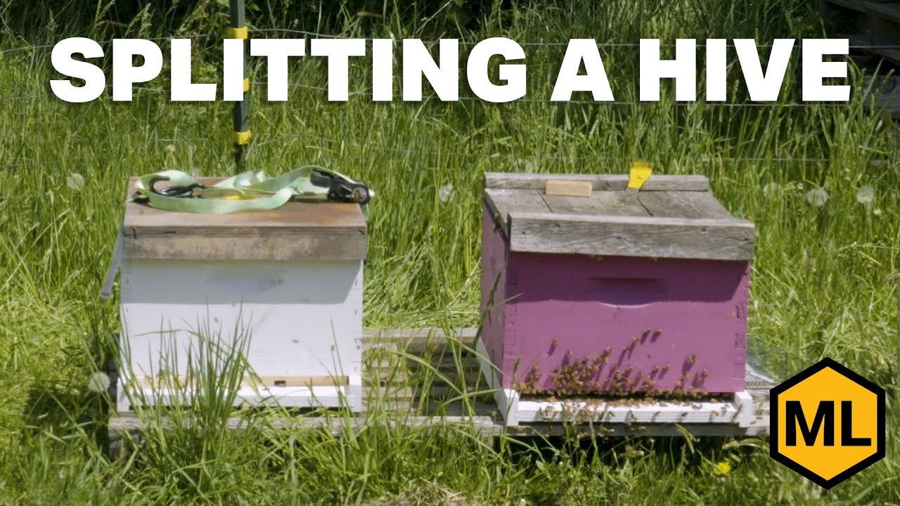 How to successfully split a hive!