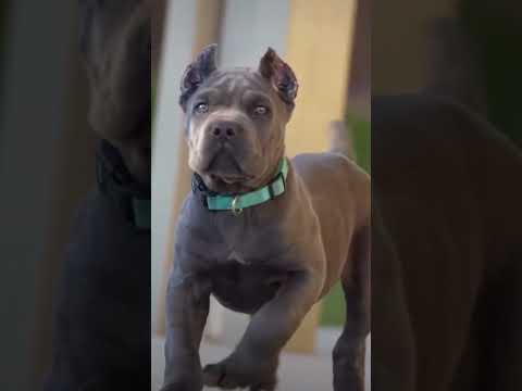 Pitbull puppy dog baby video #dog #pitbull #pitbulldog #americanbully