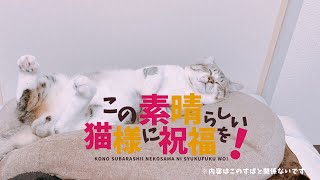 初めて猫と触れ合ってきたら可愛すぎて女神かと思った、まあ、オスなんだけどね【この素晴らしい猫様に祝福を！】