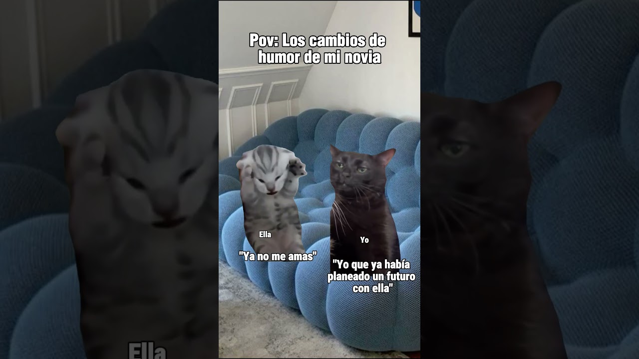 😾😒 #pareja #novios #humor #memes #gatitos #gatos