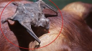 VAMPIRE BATS CAUGHT FEEDING ON HUMANS WHILE THEY SLEEP, CONFIRMED