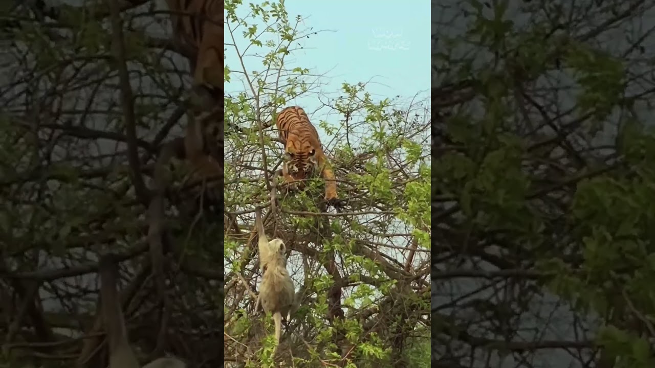 Tiger vs Monkey in a Test of Climbing Skills