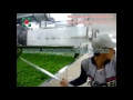 Green spring onion drying production line/Vegetable and fruit drying line