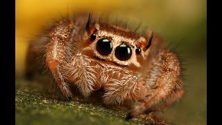 HI Lucas the Spider Playtime !