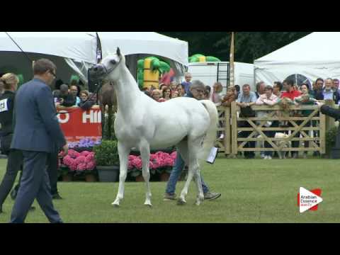 N.273 MAYASAH AL NAIF - Bruges 2016 - Straight Egyptian Senior Mares (Class 116)