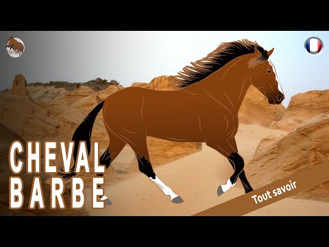 , title : 'CHEVAL BARBE, des chevaux berbères éclipsés par le Pur Sang Arabe, RACES DE CHEVAUX'