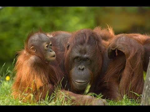 image-What is the scientific name for the Bornean orangutan?