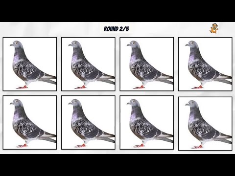 DIGA A PALAVRA NA BATIDA - Desafio Musical de palavras com P (Polvo, Pombo, Porco)