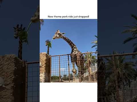 Une girafe hilarante soulève un enfant du sol !