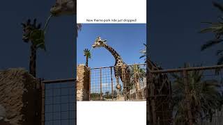Une girafe hilarante soulève un enfant du sol !