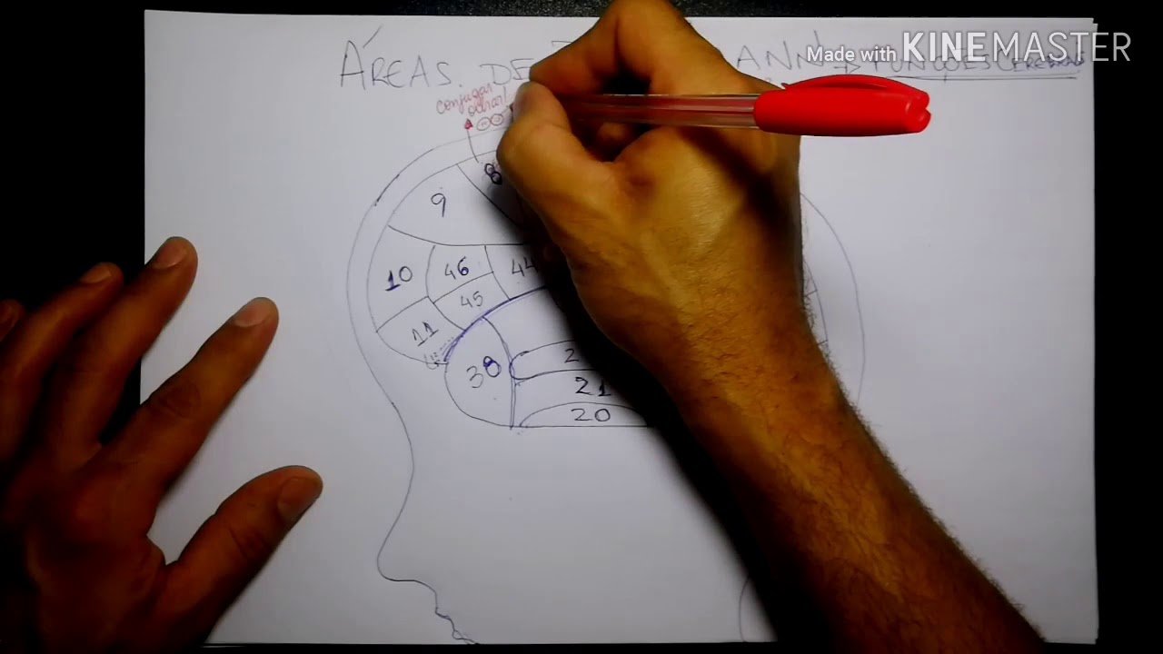 ÁREAS DE BRODMANN - Fisiologia do Sistema Nervoso