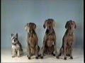 Sesame Street One Of These Things With Wegman S Dogs