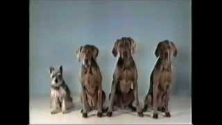 Sesame Street - One of These Things (with Wegman&#39;s dogs)